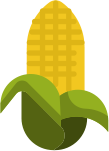 Shivneri Mangoes